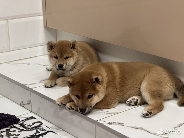 Девчули красотули сибочки