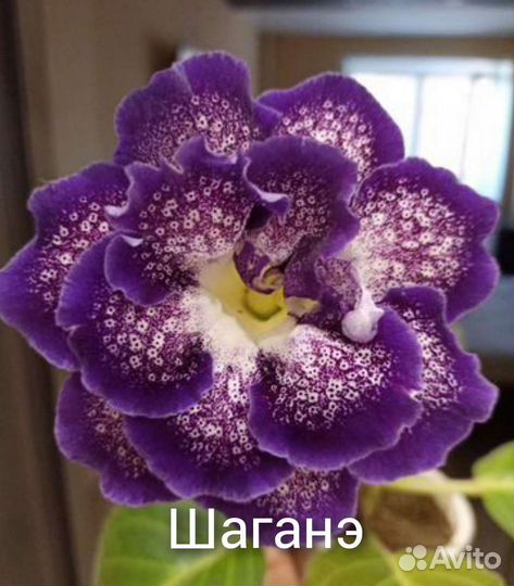 Глоксинии сортовые махровые