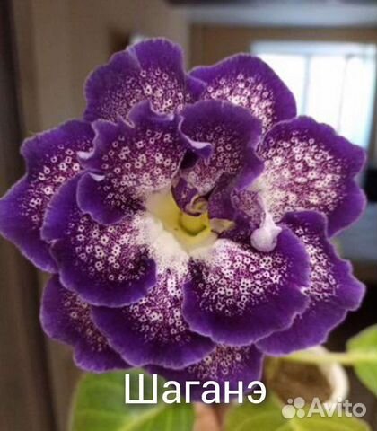 Глоксинии сортовые махровые