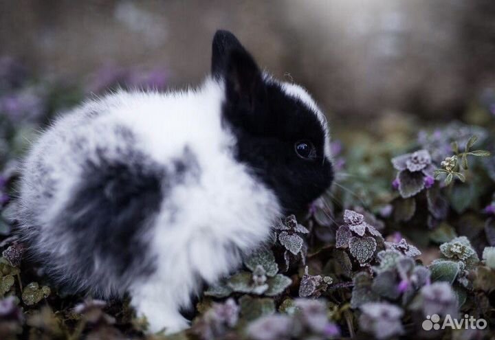 Кролики mini Самый Большой Выбор