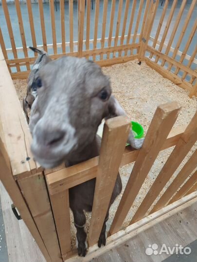 Зааненская дойная коза