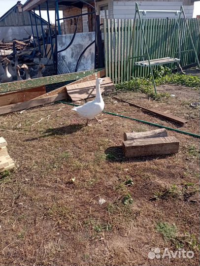 Куры несушки