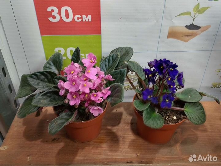 Комнатные цветы