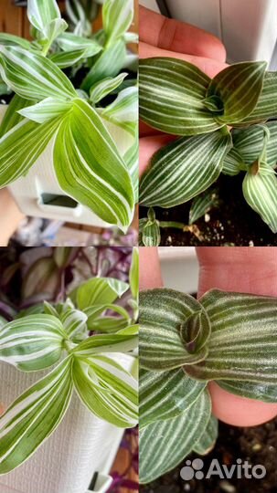 Традесканции каллизии сеткриазии