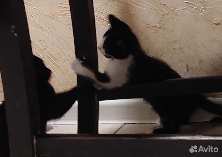 Котята мальчик и девочка