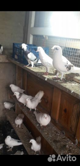 Бакинские голуби