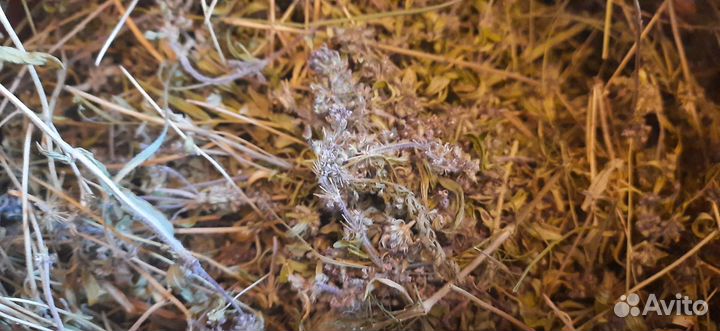 Иван-чай (травяной чай)