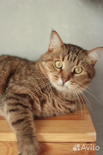 Красавец Мартин в поисках дома