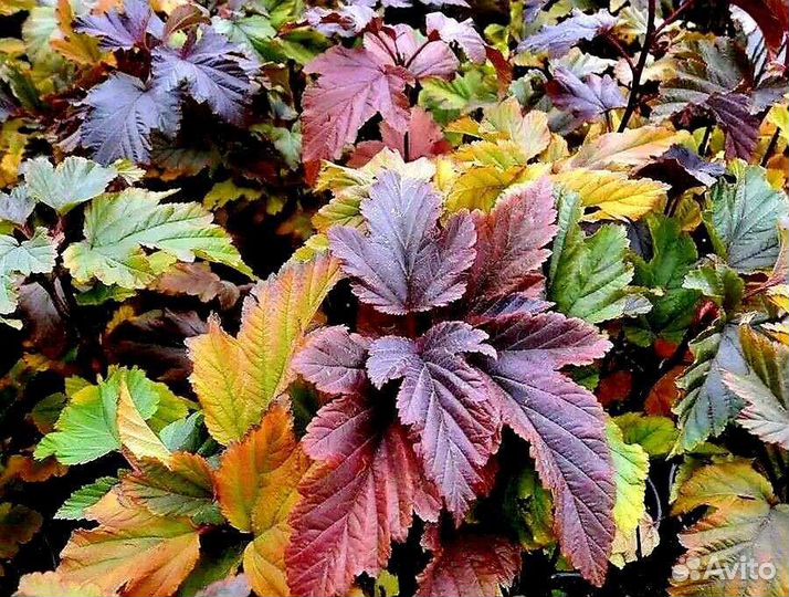 Гортензии и другие кустарники