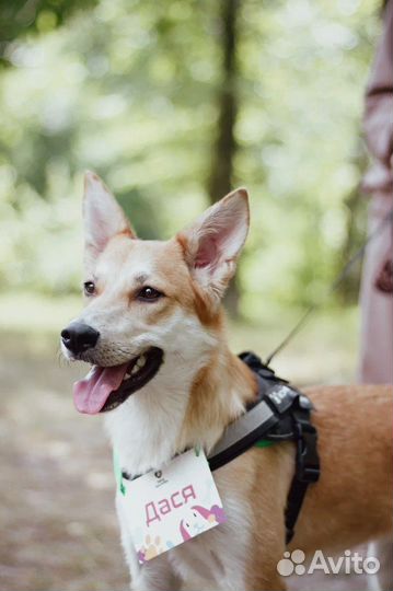 Собака в добрые руки