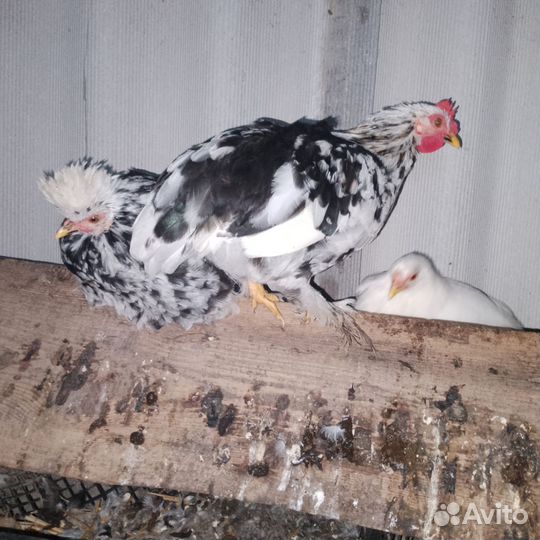 Карликовые куры