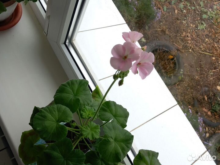 Пеларгония герань