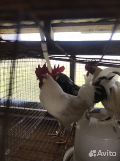 Молодые петухи