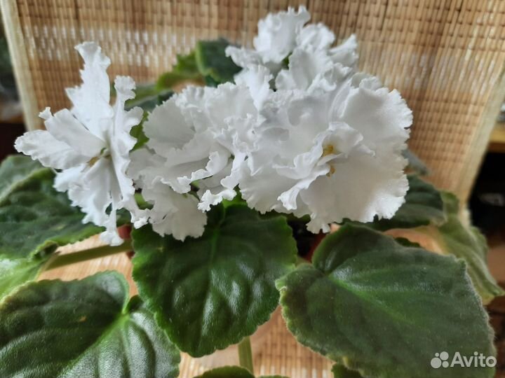 Комнатные цветы