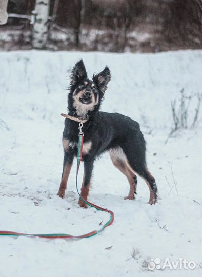 Собака сука девочка в добрые руки бесплатно