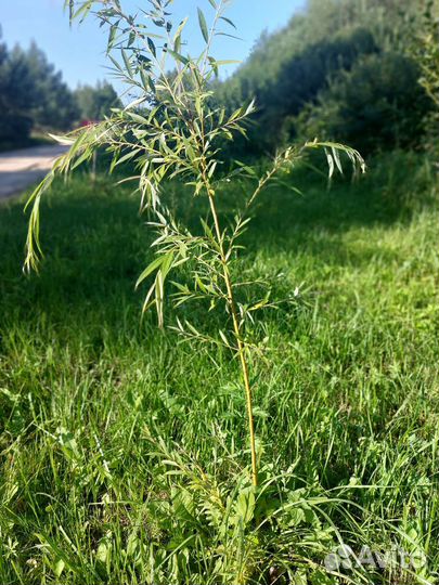Ива плакучая саженцы черенки с корневой системой