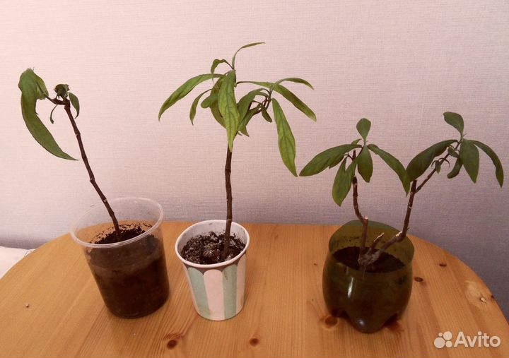 Бругмансия Бегония Мята Алоэ Кактус Хлорофитум