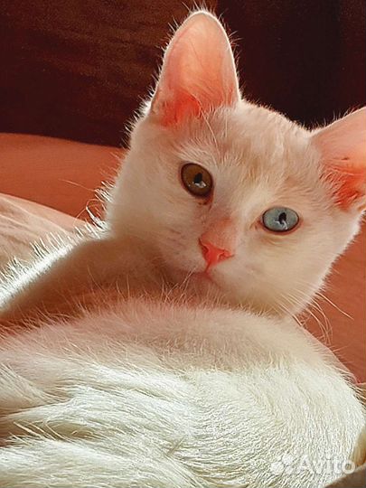 Кошка в дар бесплатно