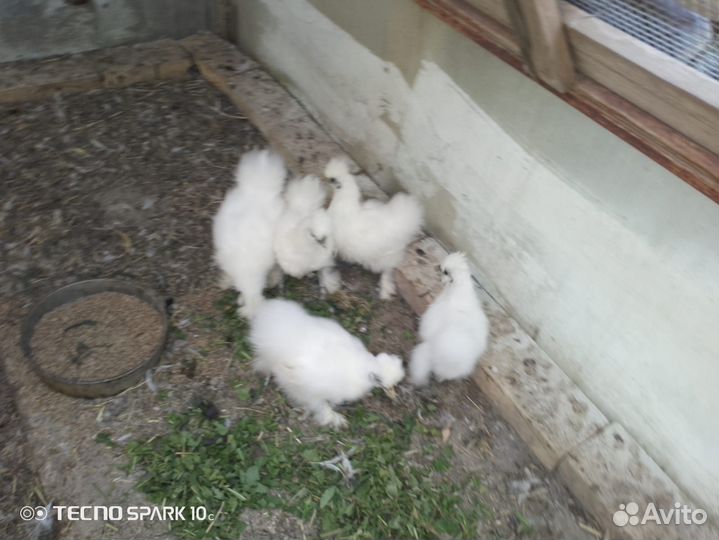 Продам семью китайских хохлатых кур