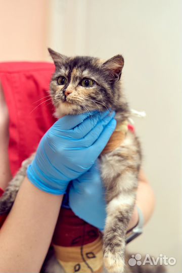 Ультразвуковая чистка зубов собаке и кошке