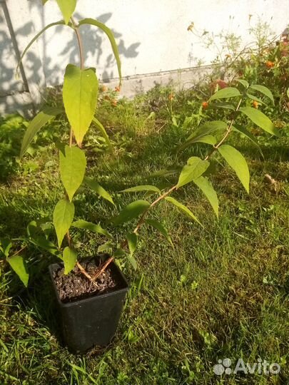 Дейция декоративный кустарник