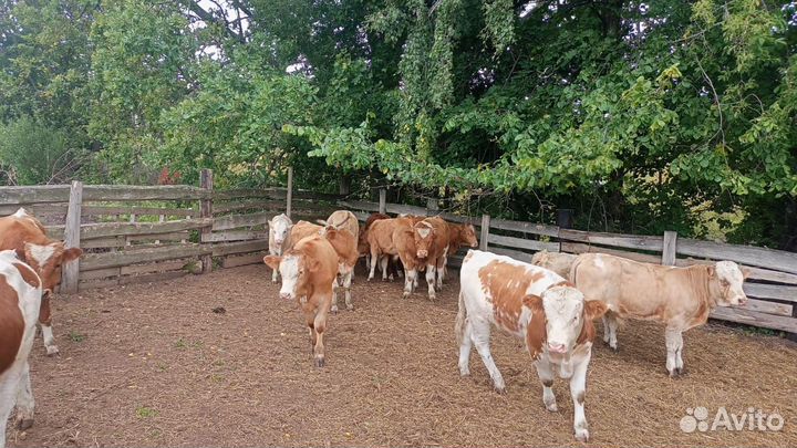 Бычки. Телки симментальской пароды. Доставка