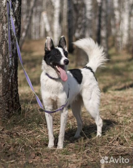 Такая красота пропадает в приюте