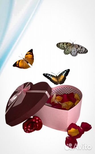 Салют из живых тропических бабочек