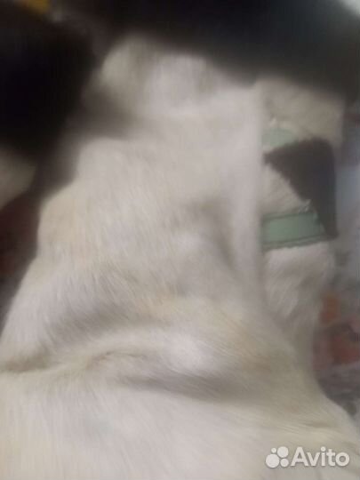 Пимы коровьи советские