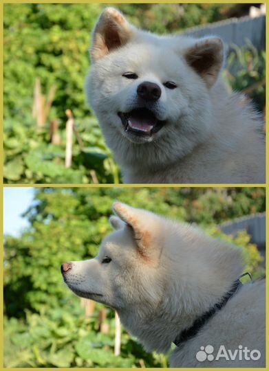 Домашняя передержка собак, зоогостиница (Воронеж)