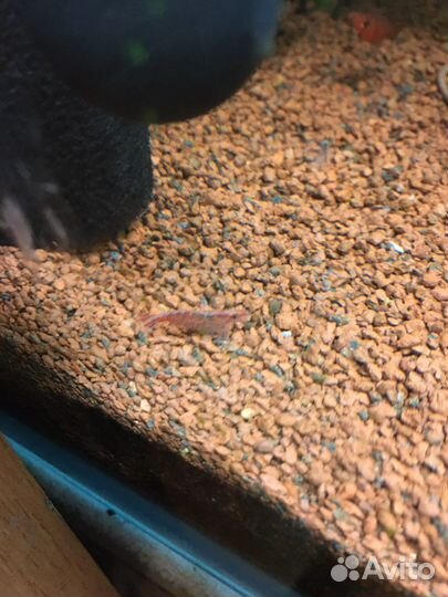 Креветки Вишни аквариумные, мох яванский