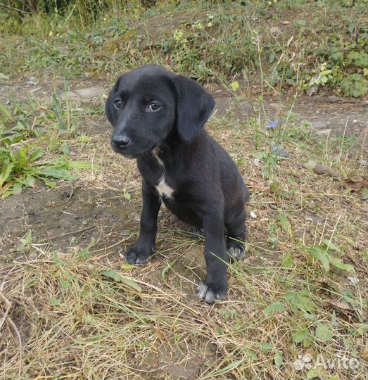 Щенки метисы бесплатно