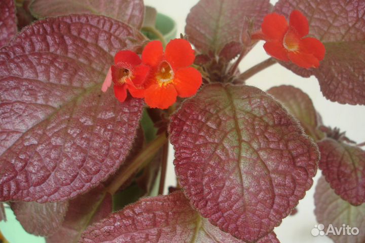 Комнатные домашние растения