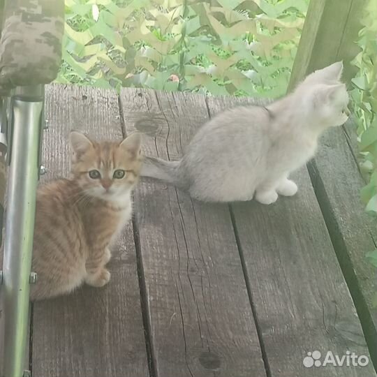 Котята