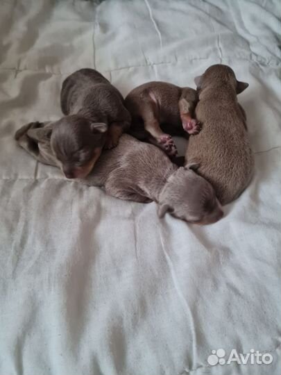 Той-терьер щенки мини