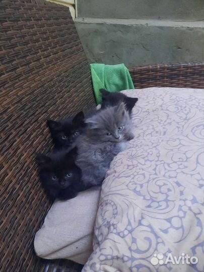 Котята. Отдам в дар