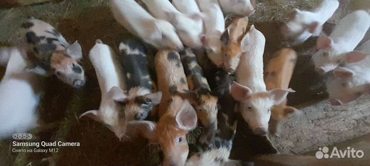 Поросята