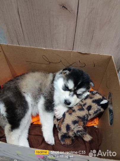 Щенок хаски