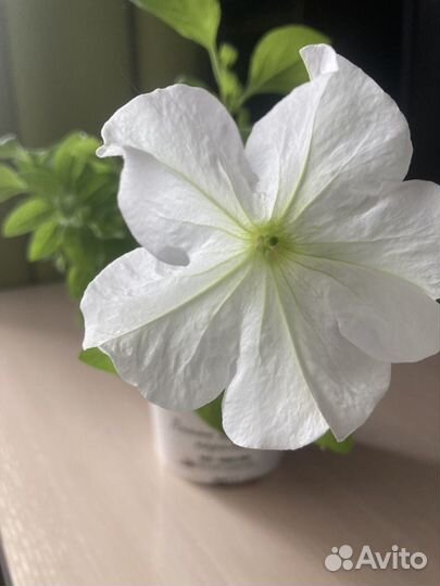 Петуния ампельная