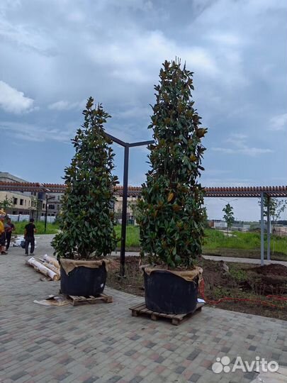 Магнолия крупномер 4,5 м