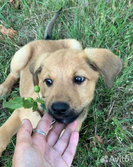 Щенок 3 месяца