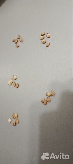 Семена момордики