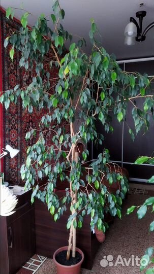 Фикус бенджамина