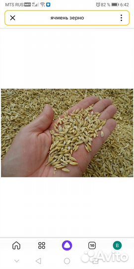 Зерно ячмень