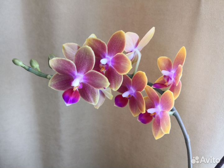 Орхидея ароматная