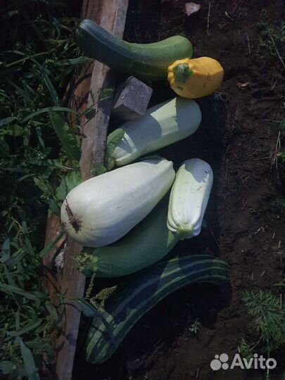 Навоз конский в мешках