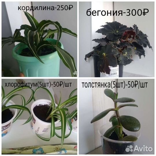 Бегония, кордилина, хлорофитум, толстянка