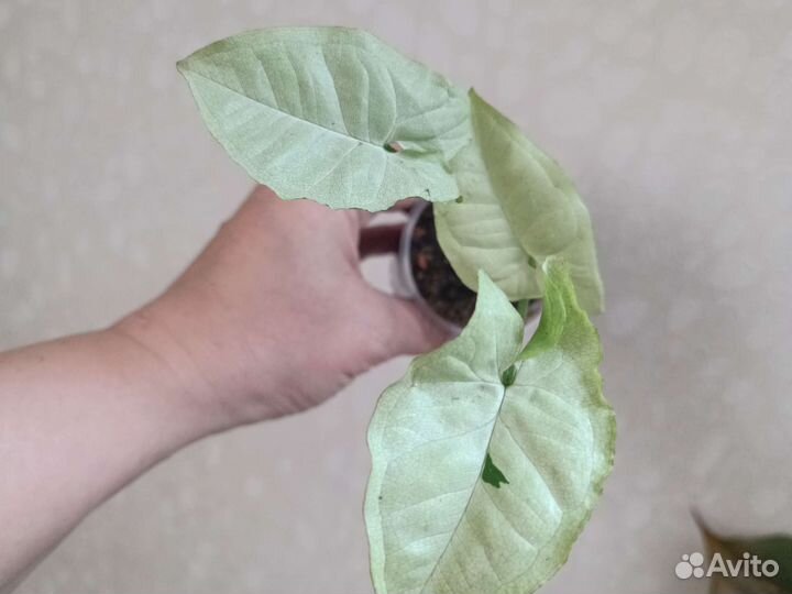 Сингониумы Триколор. мохито и тд