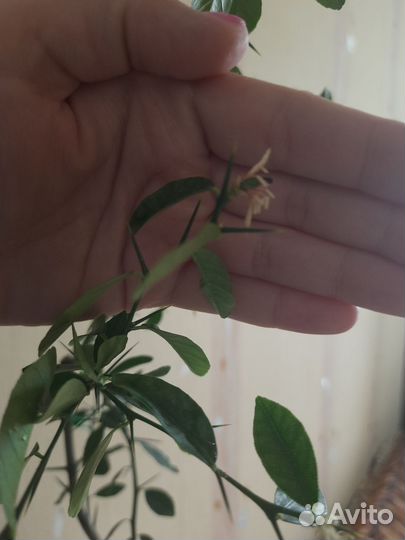 Микроцитрус Фаустрайм