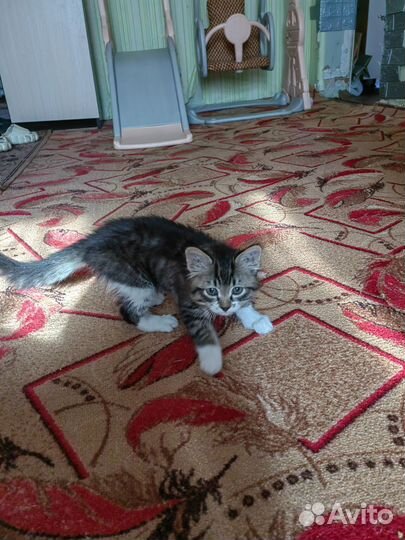 Котята отдам бесплатно